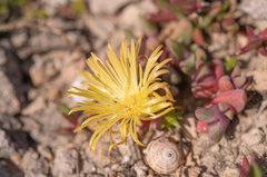 Cheiridopsis rostrata (Cheiridopsis rostrata)