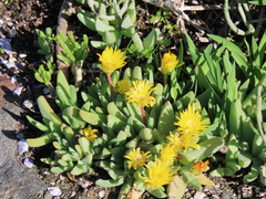 Cheiridopsis rostrata (Cheiridopsis rostrata)