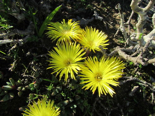 Cheiridopsis rostrata (Cheiridopsis rostrata)