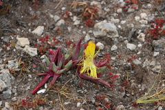 Cheiridopsis rostrata (Cheiridopsis rostrata)