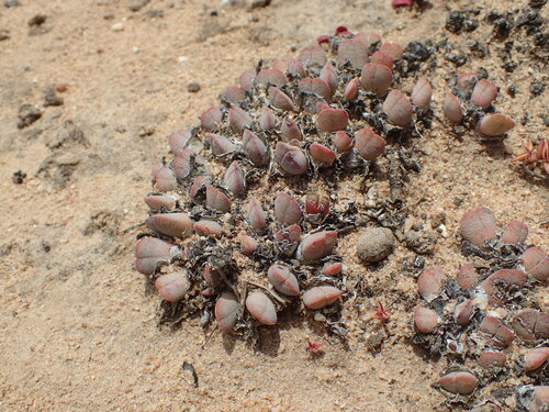 Cheiridopsis rostrata (Cheiridopsis rostrata)