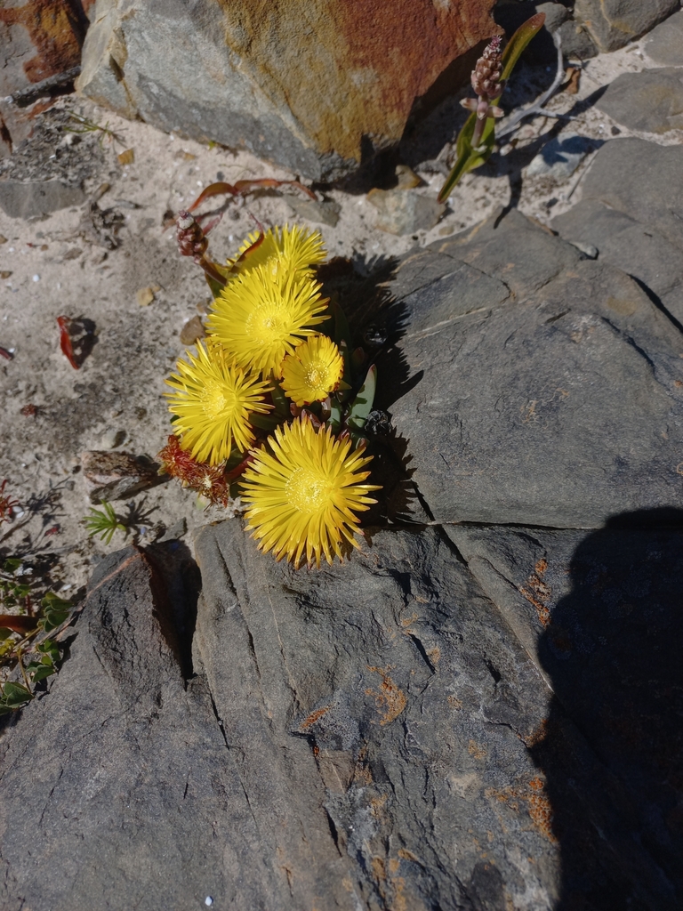 Cheiridopsis rostrata (Cheiridopsis rostrata)