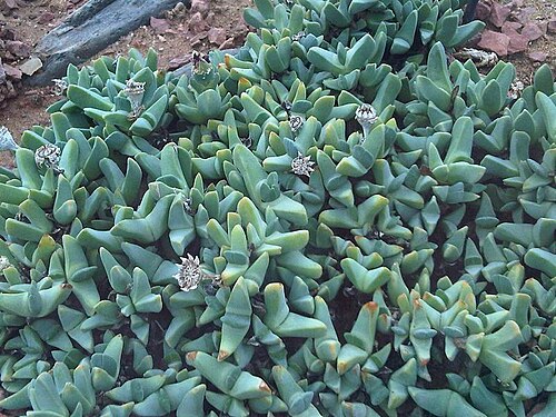 Cheiridopsis speciosa: Cheiridopsis speciosa at Kew Gardens, England.