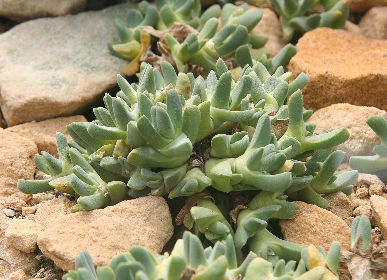 Cheiridopsis vanzylii: Cheiridopsis vanzylii im Botanischen Garten Dresden