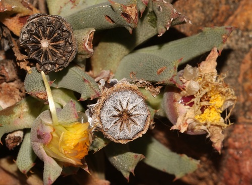 Cheiridopsis velox (Cheiridopsis velox)