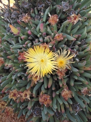 Cheiridopsis velox (Cheiridopsis velox)