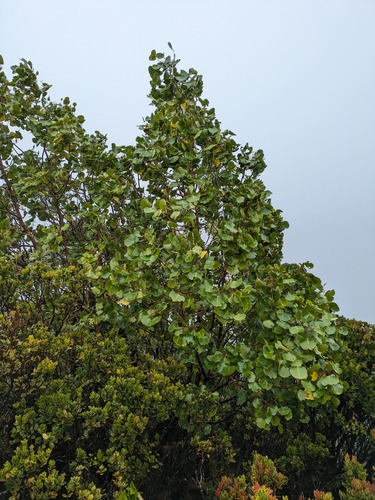 Domin's club (Cheirodendron dominii)
