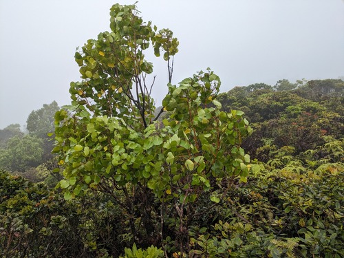 Domin's club (Cheirodendron dominii)