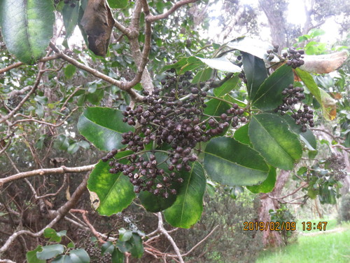Olapalapa (Cheirodendron trigynum)