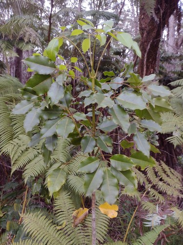Olapalapa (Cheirodendron trigynum)