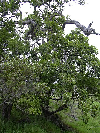 Olapalapa: Cheirodendron trigynum (habit). Location: Maui, Auwahi