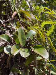 Olapalapa (Cheirodendron trigynum)