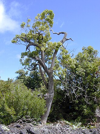 Olapalapa: Cheirodendron trigynum (habit). Location: Maui, Auwahi