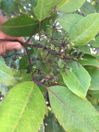 Olapalapa (Cheirodendron trigynum)
