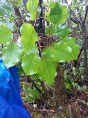 Olapalapa (Cheirodendron trigynum)