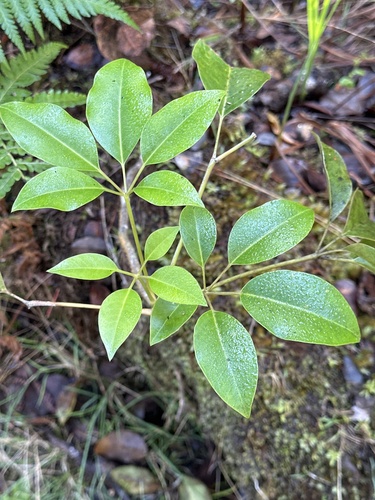 Olapalapa (Cheirodendron trigynum)