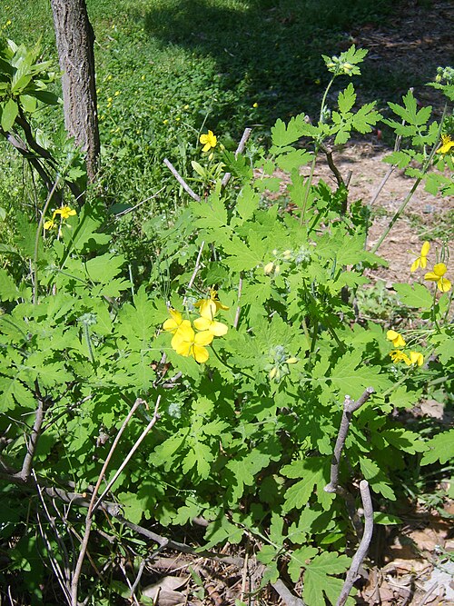 Greater celandine: Chelidonium majus Potentilla fragarioides in Incheon Korea. 인천대공원 환경미래관 어귀에 사는 양지꽃
