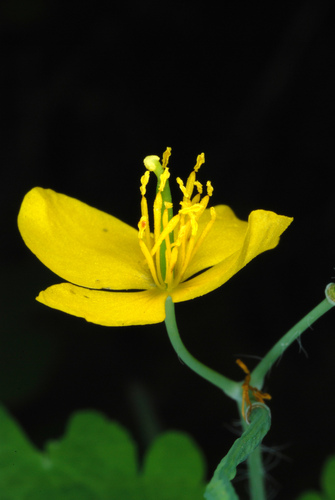 Greater celandine (Chelidonium majus)