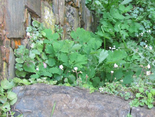 Greater celandine (Chelidonium majus)