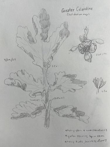 Greater celandine (Chelidonium majus)