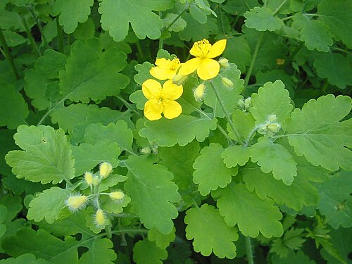 Greater celandine (Chelidonium majus)