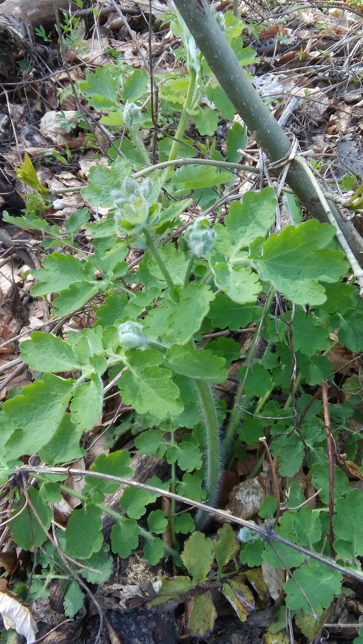Greater celandine: Cheledonium majus или Руса, је вишегодишња грмолика зељаста биљка из фамилије макова, лат. Papaveraceae. Стабло је усправно, садржи жути сок, млеч који се корис