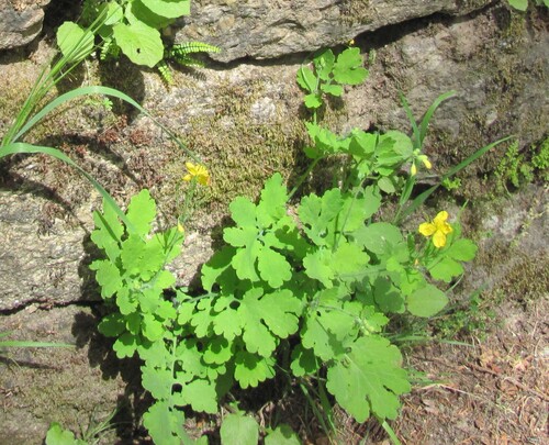 Greater celandine (Chelidonium majus)