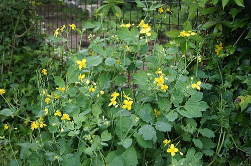 Greater celandine: Una de sus virtudes: quemar verrugas, pero tiene más...