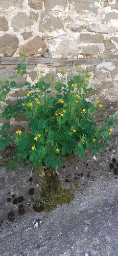Greater celandine (Chelidonium majus)