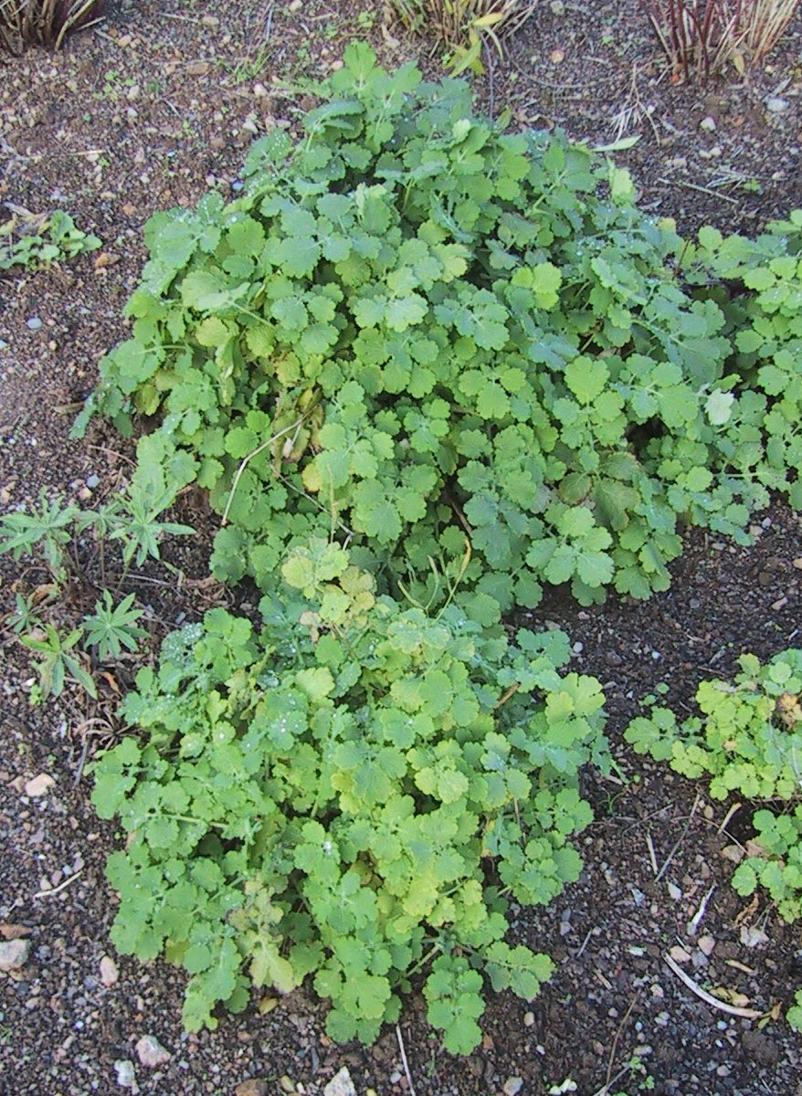 Greater celandine: greater celandine