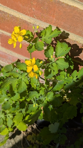 Greater celandine (Chelidonium majus)