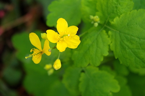 Greater celandine (Chelidonium majus)