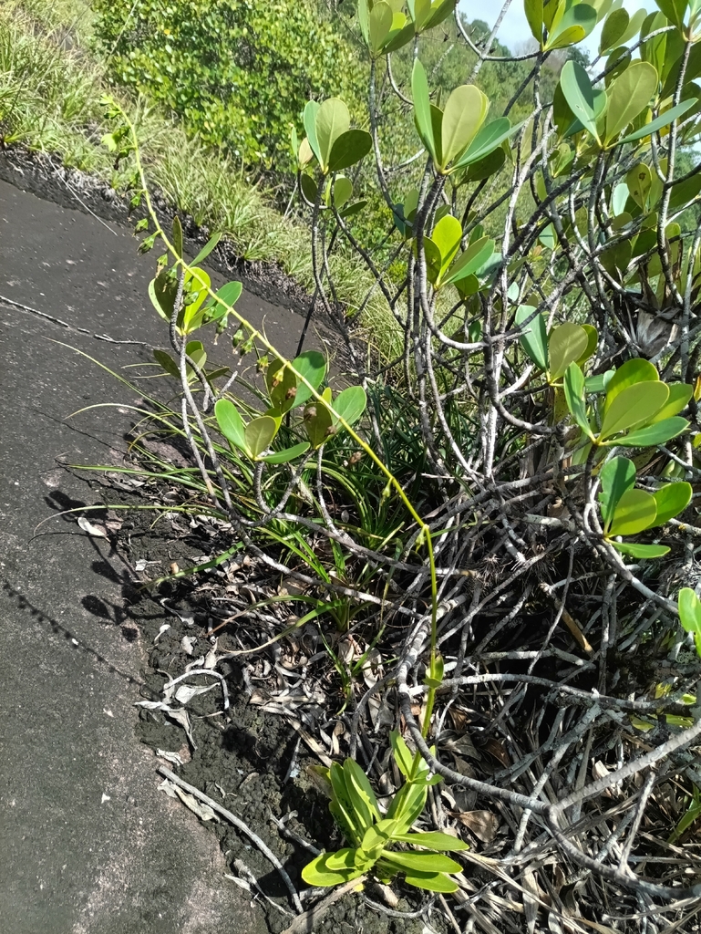Chelonanthus hamatus (Chelonanthus hamatus)