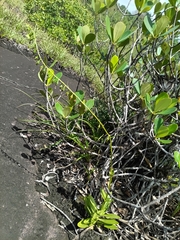 Chelonanthus hamatus (Chelonanthus hamatus)