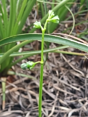 Chelonanthus hamatus (Chelonanthus hamatus)
