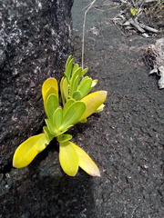 Chelonanthus hamatus (Chelonanthus hamatus)