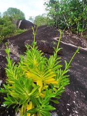 Chelonanthus hamatus (Chelonanthus hamatus)