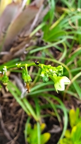 Chelonanthus hamatus (Chelonanthus hamatus)