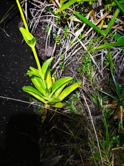 Chelonanthus hamatus (Chelonanthus hamatus)