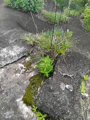Chelonanthus hamatus (Chelonanthus hamatus)