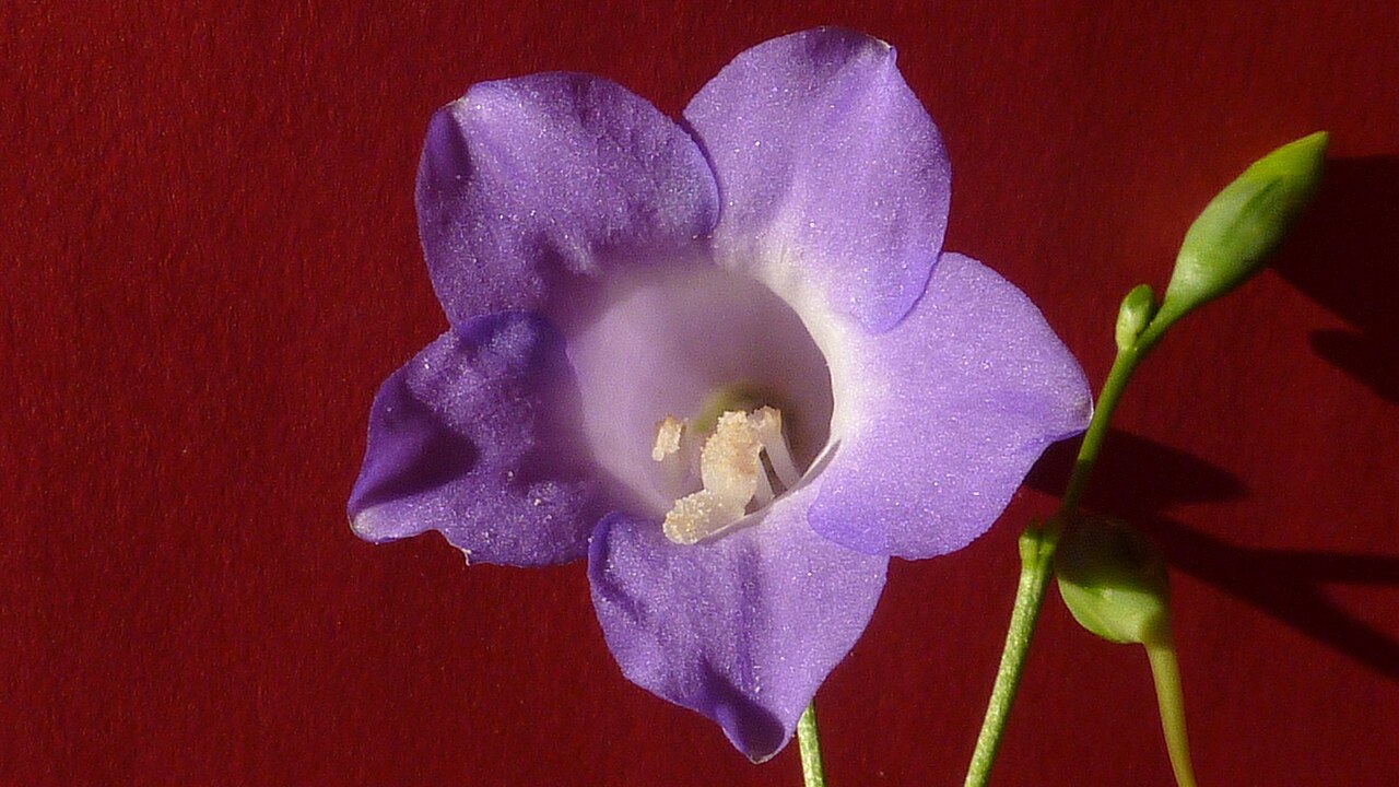 Chelonanthus purpurascens: Chelonanthus purpurascens (Aubl.) L. Struwe, S. Nilsson & V. A. Albert