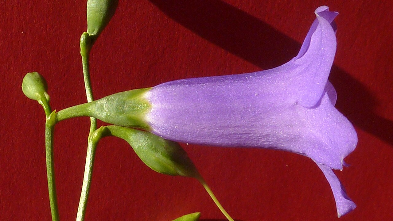 Chelonanthus purpurascens: Chelonanthus purpurascens (Aubl.) L. Struwe, S. Nilsson & V. A. Albert