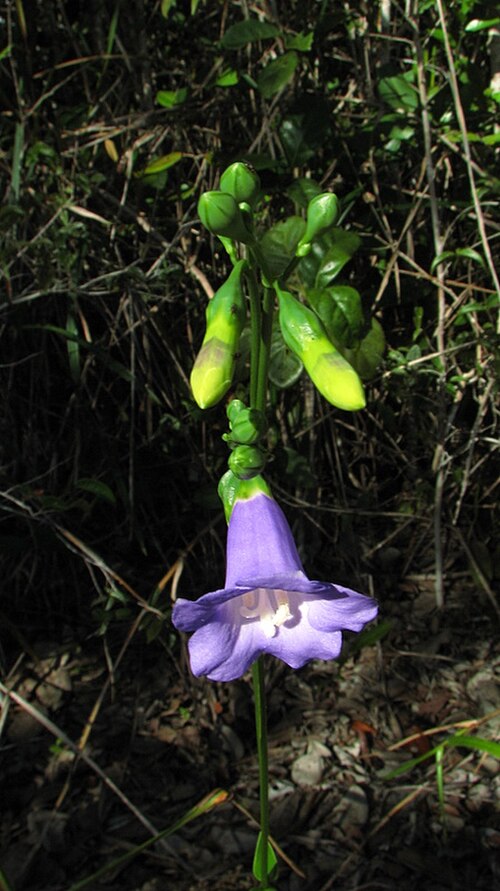 Chelonanthus purpurascens: Chelonanthus purpurascens (Aubl.) L. Struwe, S. Nilsson & V. A. Albert