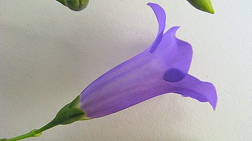 Chelonanthus purpurascens: Chelonanthus purpurascens (Aubl.) L. Struwe, S. Nilsson & V. A. Albert