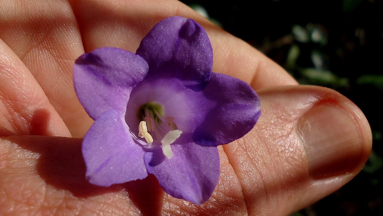 Chelonanthus purpurascens: Chelonanthus purpurascens (Aubl.) L. Struwe, S. Nilsson & V. A. Albert