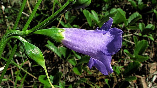 Chelonanthus purpurascens: Chelonanthus purpurascens (Aubl.) L. Struwe, S. Nilsson & V. A. Albert