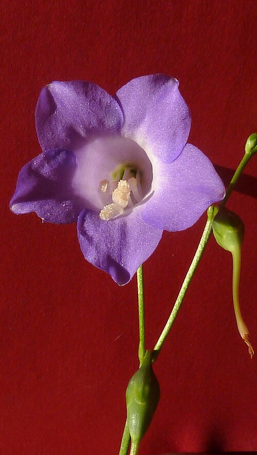 Chelonanthus purpurascens: Chelonanthus purpurascens (Aubl.) L. Struwe, S. Nilsson & V. A. Albert