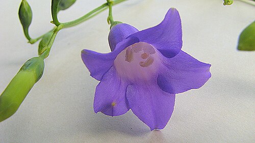 Chelonanthus purpurascens: Chelonanthus purpurascens (Aubl.) L. Struwe, S. Nilsson & V. A. Albert