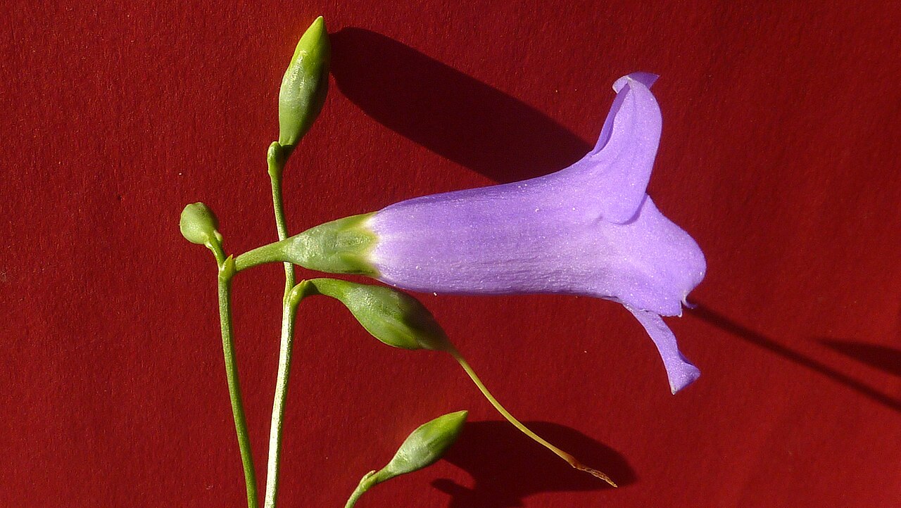 Chelonanthus purpurascens: Chelonanthus purpurascens (Aubl.) L. Struwe, S. Nilsson & V. A. Albert