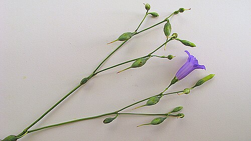 Chelonanthus purpurascens: Chelonanthus purpurascens (Aubl.) L. Struwe, S. Nilsson & V. A. Albert
